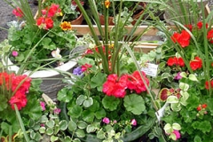 flowers-03