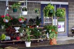 flowers-1