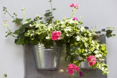 flowers-11