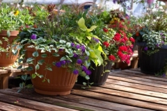 flowers-12